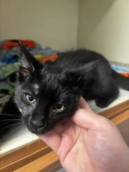 Squeak -  Domestic Short Hair Cat for Adoption in Chamblee, Georgia - Squeak | PetCurious