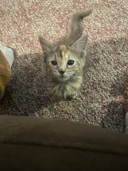 Rescue Tortoiseshell Cats for Adoption in Zimmerman, Minnesota - Pip | PetCurious