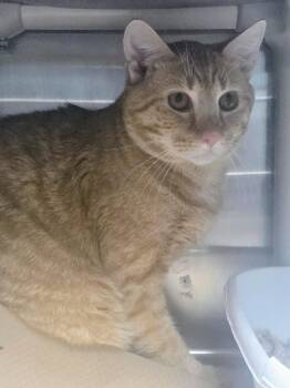 Parker (TAS) -  Domestic Short Hair Cat for Adoption in Trenton, New Jersey - Parker (TAS) | PetCurious