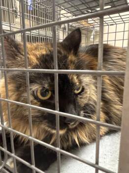 Domestic Medium Hair Cats Available for Adoption - PINA | PetCurious