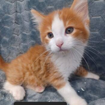 Sunset -  Domestic Short Hair Cat for Adoption in New Tazewell, Tennessee - Sunset | PetCurious