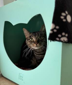 Jacob -  Domestic Short Hair Cat for Adoption in Eagle, Colorado - Jacob | PetCurious