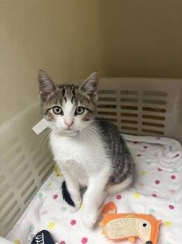 94014a Sage -  Domestic Short Hair Cat for Adoption in North Charleston, South Carolina - 94014a Sage | PetCurious