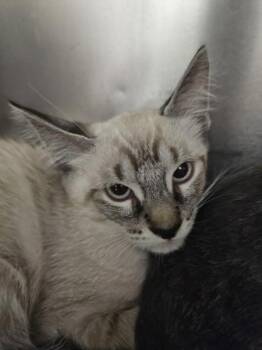 Zumi -  Domestic Short Hair Cat for Adoption in Mobile, Alabama - Zumi | PetCurious