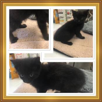 COAL -  Domestic Short Hair Cat for Adoption in Buckhannon, West Virginia - COAL | PetCurious