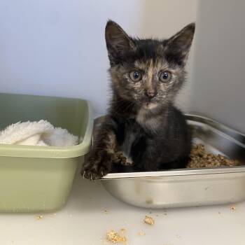 Trixey -  Domestic Short Hair Cat for Adoption in King George, Virginia - Trixey | PetCurious