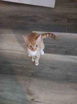 Fireball (3054) -  Domestic Short Hair Cat for Adoption in Zephyrhills, Florida - Fireball (3054) | PetCurious