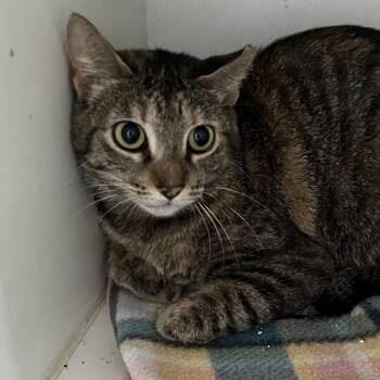 American Shorthair Cats Available for Adoption - Confetti | PetCurious