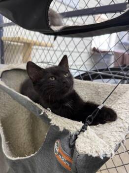 Tippy -  Domestic Short Hair Cat for Adoption in Lagrange, Indiana - Tippy | PetCurious