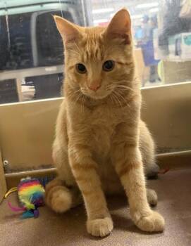 CHEDDAR 6937 -  Tabby Cat for Adoption in Waldorf, Maryland - CHEDDAR 6937 | PetCurious