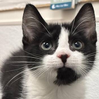 Tater Totter -  Domestic Short Hair Cat for Adoption in Philadelphia, Pennsylvania - Tater Totter | PetCurious