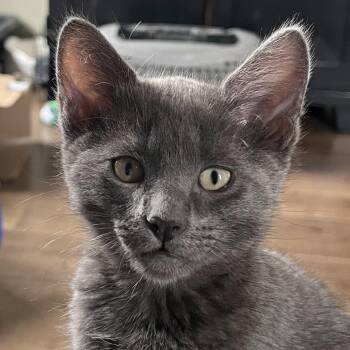 Barley -  Domestic Short Hair Cat Available for Adoption in Irvine, California - Barley | PetCurious