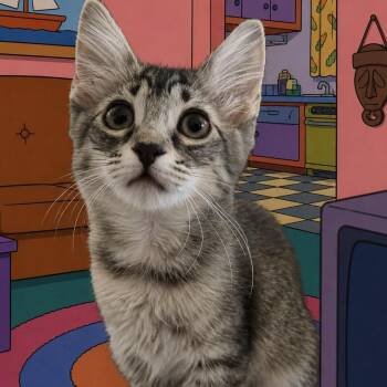 Lisa -  Domestic Medium Hair Cat for Adoption in Lakewood, California - Lisa | PetCurious