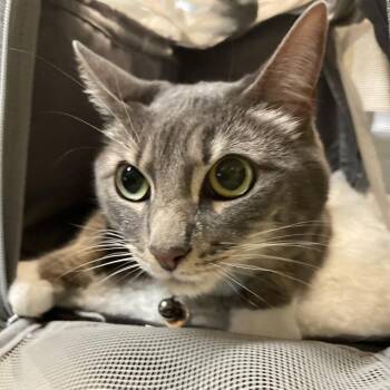 Maggie -  Domestic Medium Hair Cat for Adoption in Pasadena, California - Maggie | PetCurious