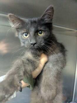 JayJay -  Domestic Medium Hair Cat for Adoption in Lock Haven, Pennsylvania - JayJay | PetCurious