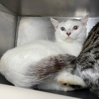Carl -  Domestic Short Hair Cat for Adoption in Roanoke, Virginia - Carl | PetCurious
