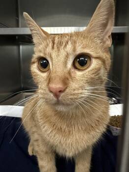 A185970 -  Domestic Short Hair Cat for Adoption in Pasadena, Texas - A185970 | PetCurious