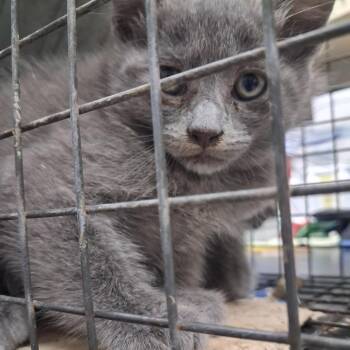 Domestic Short Hair Cats Available for Adoption in Lufkin, Texas - Riley | PetCurious