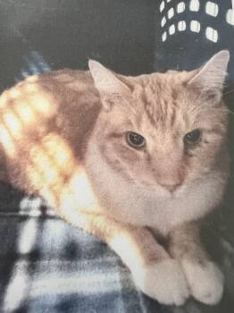 Domestic Short Hair Cats Available for Adoption in New Windsor, New York - Nacho | PetCurious