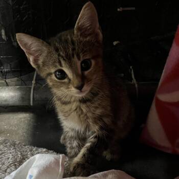 Skittles -  Domestic Short Hair Cat for Adoption - Skittles | PetCurious