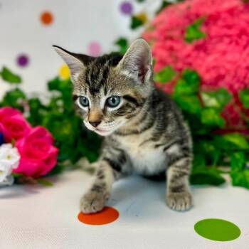 Zadie-C -  Domestic Short Hair Cat for Adoption in East St. Louis, Illinois - Zadie-C | PetCurious