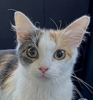Rescue Calico Cats for Adoption in Franklin, Tennessee - KITTEN FRECKLES | PetCurious