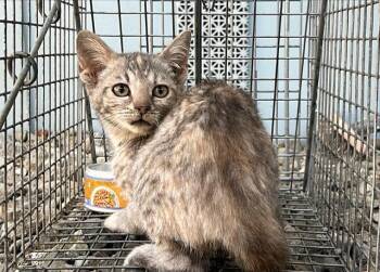 FOOTHILL 3 -  Domestic Short Hair Cat for Adoption in Rancho Cucamonga, California - FOOTHILL 3 | PetCurious