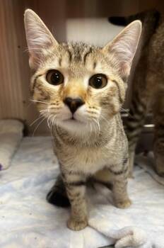 Egg -  Domestic Short Hair Cat for Adoption in Logan, Utah - Egg | PetCurious