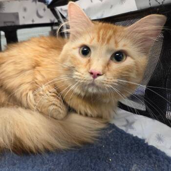 Turmeric -  Domestic Medium Hair Cat Available for Adoption in Chattanooga, Tennessee - Turmeric | PetCurious