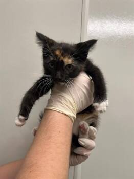 CELAENA -  Domestic Short Hair Cat for Adoption in Ontario, California - CELAENA | PetCurious