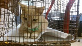 RUBIO -  Domestic Short Hair Cat for Adoption in Doral, Florida - RUBIO | PetCurious