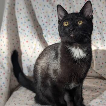 Rescue Domestic Short Hair Cats for Adoption in Buffalo, Minnesota - Marcia | PetCurious