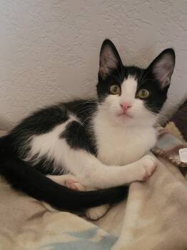 River -  Tabby Cat for Adoption in Mesa, Arizona - River | PetCurious