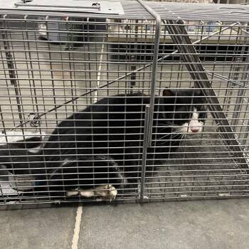 Domestic Short Hair Cats Available for Adoption in Dickinson, Texas - Barn Cat Oreo | PetCurious