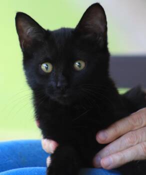 Rescue Domestic Short Hair Cats for Adoption in North Fort Myers, Florida - Sara | PetCurious