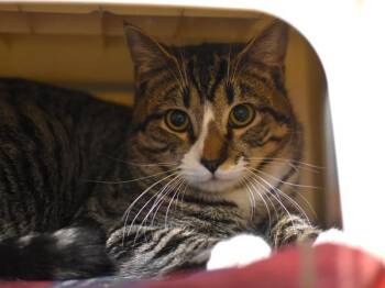 Domestic Short Hair Cats Available for Adoption - Bj Hansen | PetCurious