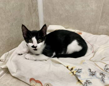 Rescue Domestic Short Hair Cats for Adoption in Mccormick, South Carolina - Ivy | PetCurious