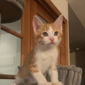 Toro -  Domestic Short Hair Cat for Adoption in Belfair, Washington - Toro | PetCurious