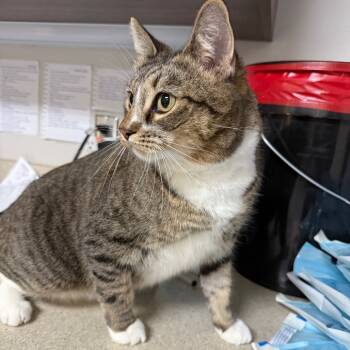 Rescue Domestic Short Hair Cats for Adoption in Great Falls, Montana - Chloe | PetCurious