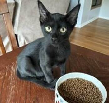 Salem -  Domestic Short Hair Cat for Adoption in Denver, Colorado - Salem | PetCurious