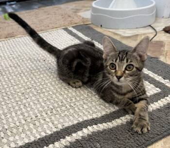 Domestic Short Hair Cats Available for Adoption in Spring, Texas - Cat Eye | PetCurious