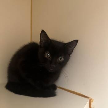 Tommy Tank -  Domestic Medium Hair Cat for Adoption in Murray, Utah - Tommy Tank | PetCurious