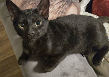 Rescue Domestic Short Hair Cats for Adoption in Nashville, Tennessee - Loki | PetCurious