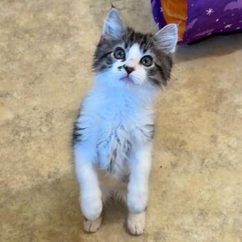Rocky ⛰️ -  Domestic Long Hair Cat for Adoption in Cambria, California - Rocky ⛰️ | PetCurious