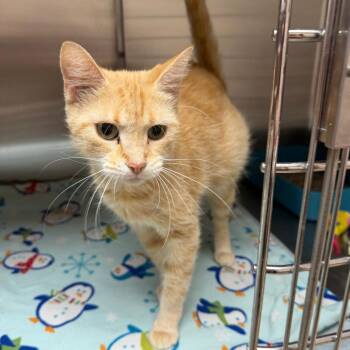 Zoey -  Domestic Short Hair Cat for Adoption in Naperville, Illinois - Zoey | PetCurious