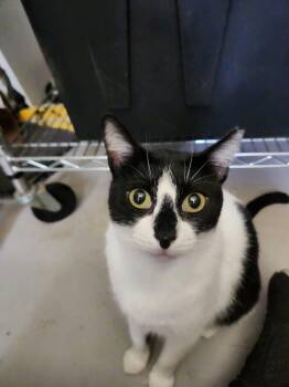 Rescue Domestic Short Hair Cats for Adoption in Houston, Texas - Holly | PetCurious