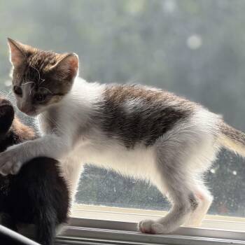 Buttercup -  Domestic Short Hair Cat for Adoption in Jacksonville, Florida - Buttercup | PetCurious