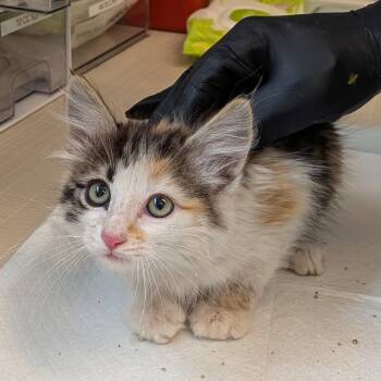Chevy -  Domestic Medium Hair Cat for Adoption in Torrey, Utah - Chevy | PetCurious