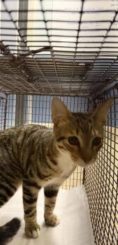 MIKEY -  Domestic Short Hair Cat for Adoption in Doral, Florida - MIKEY | PetCurious