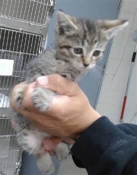 Domestic Short Hair Cats Available for Adoption in Salinas, California - POSY | PetCurious
